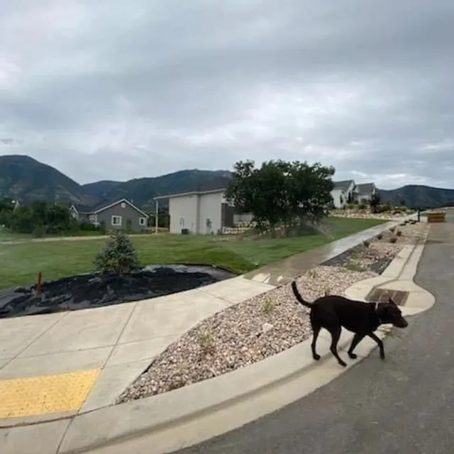 Dog walking along a path beside a fresh lawn in a Utah neighborhood