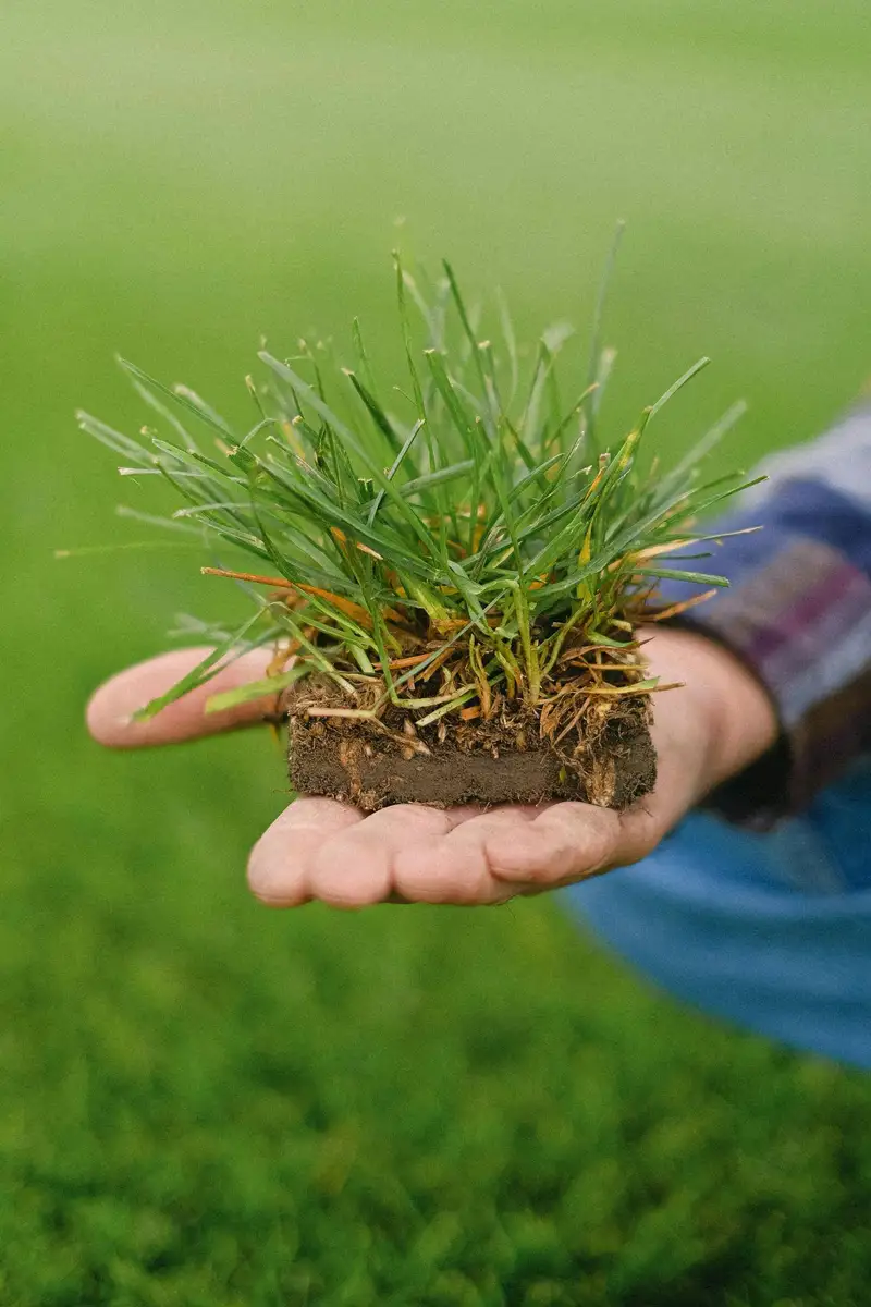 Hand holding a freshly cut piece of sod showing dense roots