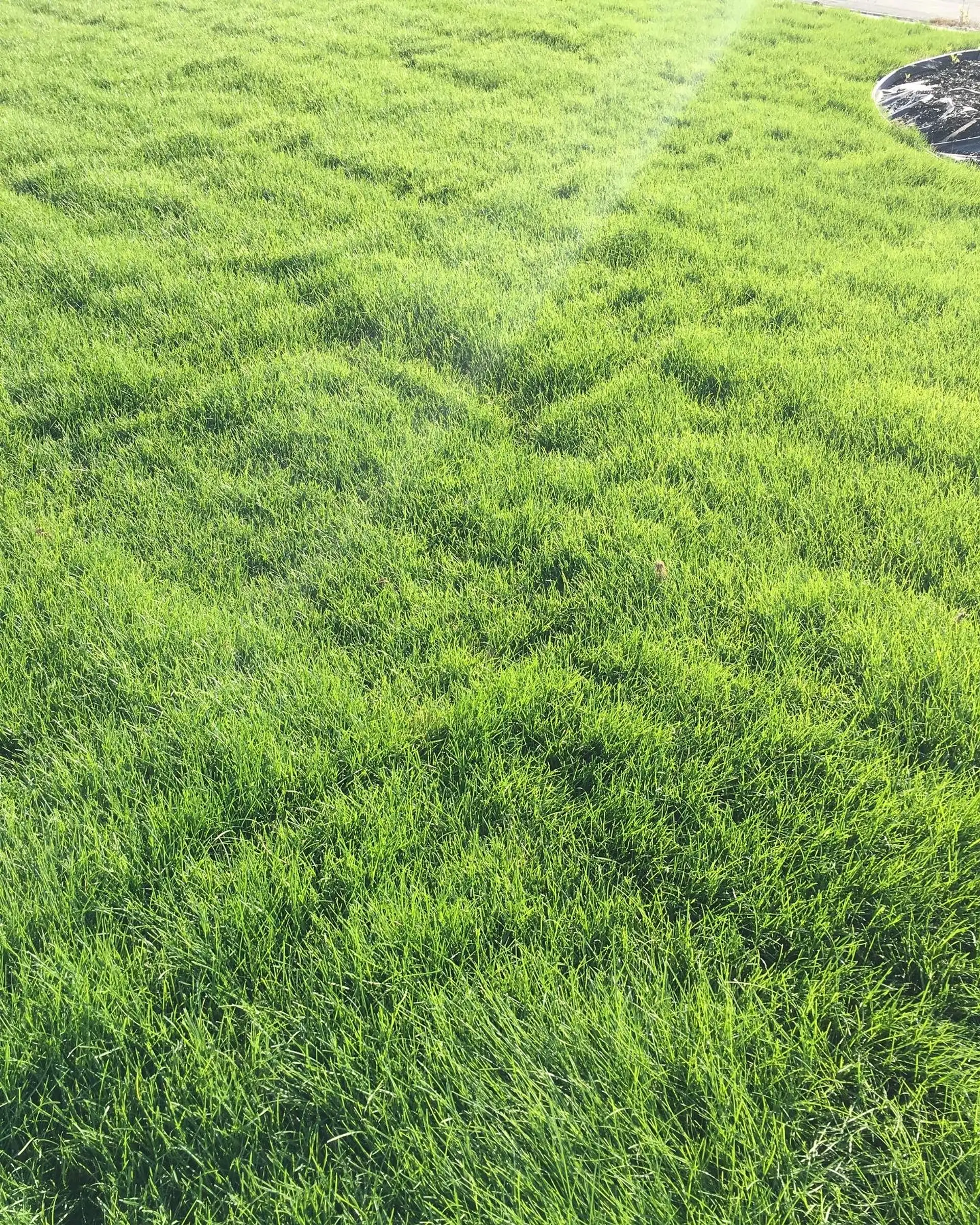 Healthy green lawn with fresh mowing stripes