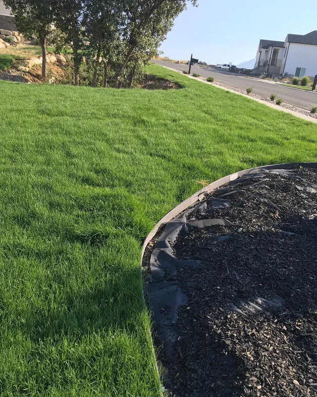 Healthy lawn edge meeting a landscaped mulch bed