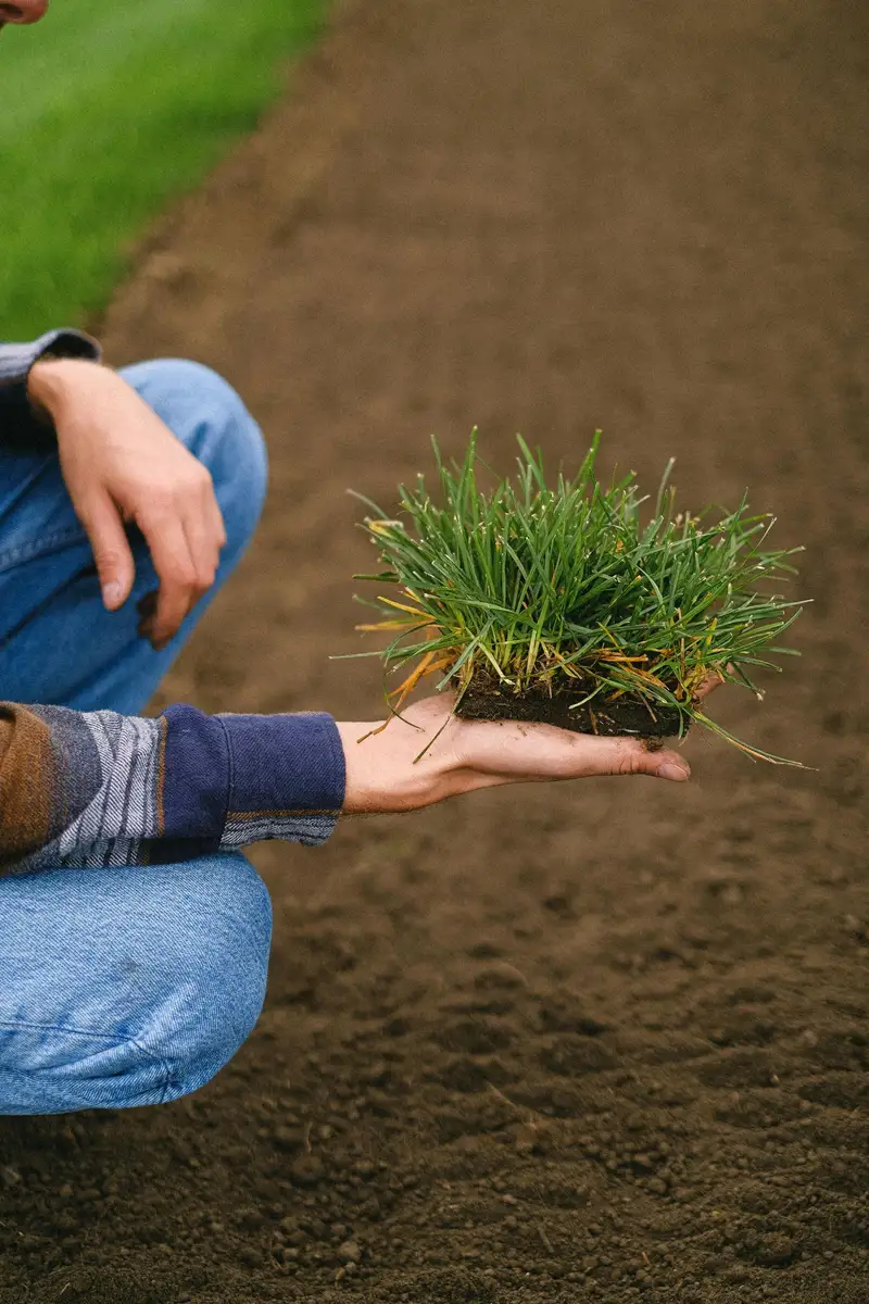 Farmer holding a slab of fresh sod with healthy roots at the turf farm
