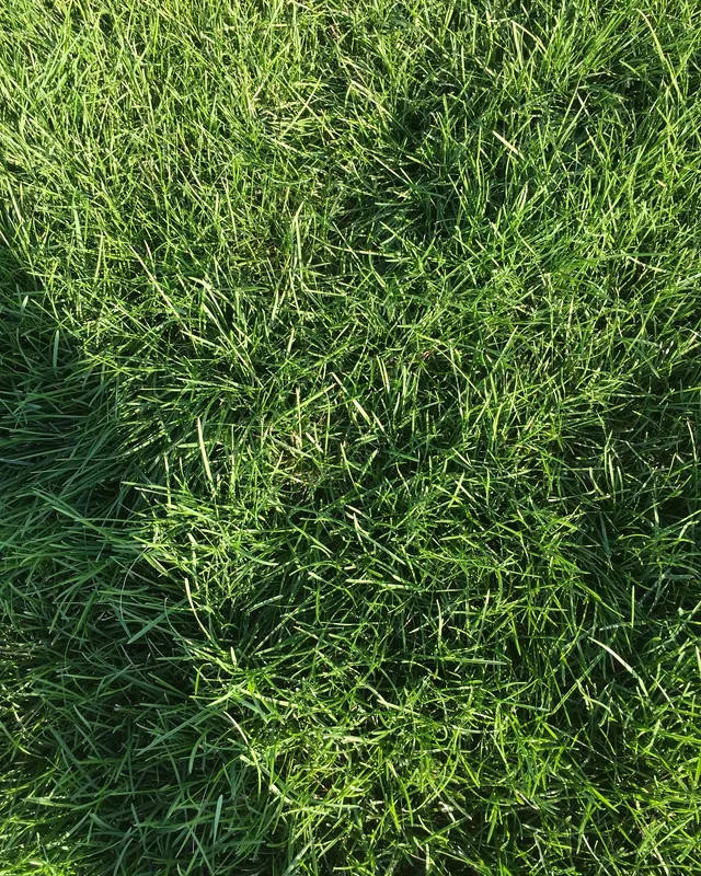 Close-up of thick, healthy green grass blades